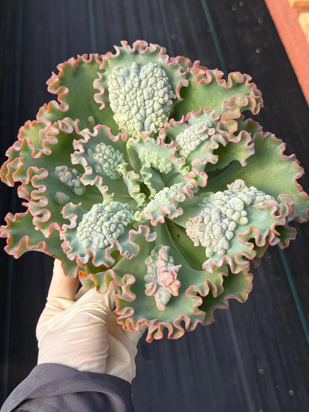 Crested Coral Cactus #306 | Crested Euphorbia Lactea