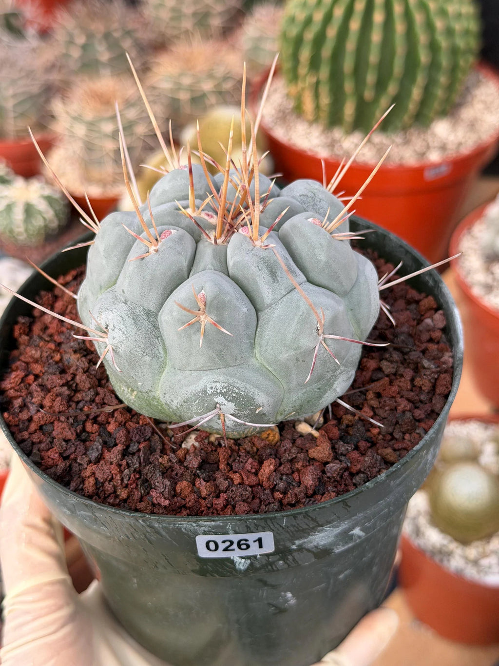 Thelocactus Hexaedrophorus Rare Blue Cactus #261 | Seed Grown Live Cactus | Chalky Blue Collector Plant | Exact Plant