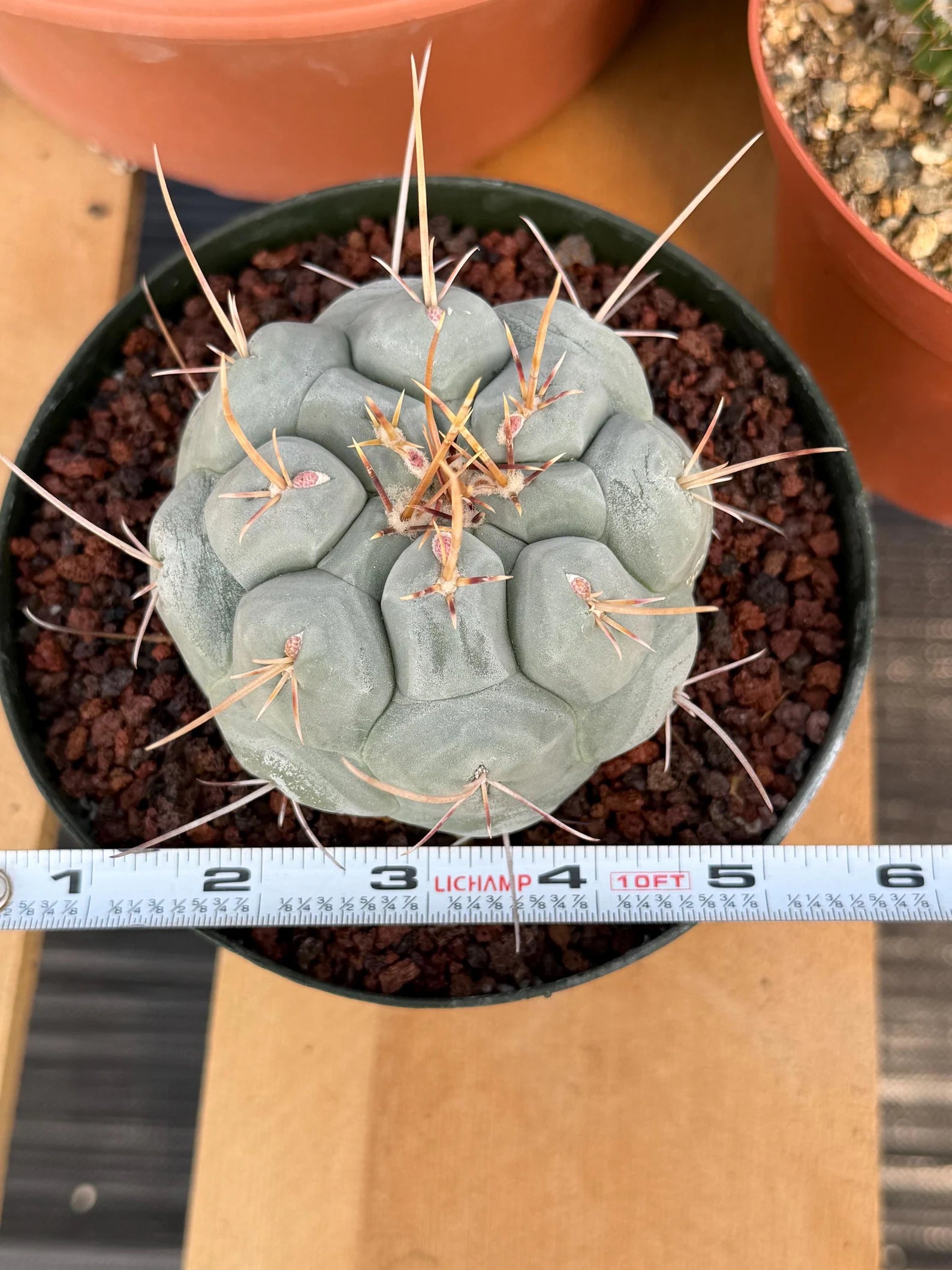 Thelocactus Hexaedrophorus Rare Blue Cactus #261 | Seed Grown Live Cactus | Chalky Blue Collector Plant | Exact Plant