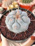 Thelocactus Hexaedrophorus Rare Blue Cactus #261 | Seed Grown Live Cactus | Chalky Blue Collector Plant | Exact Plant