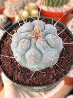 Thelocactus Hexaedrophorus Rare Blue Cactus #261 | Seed Grown Live Cactus | Chalky Blue Collector Plant | Exact Plant