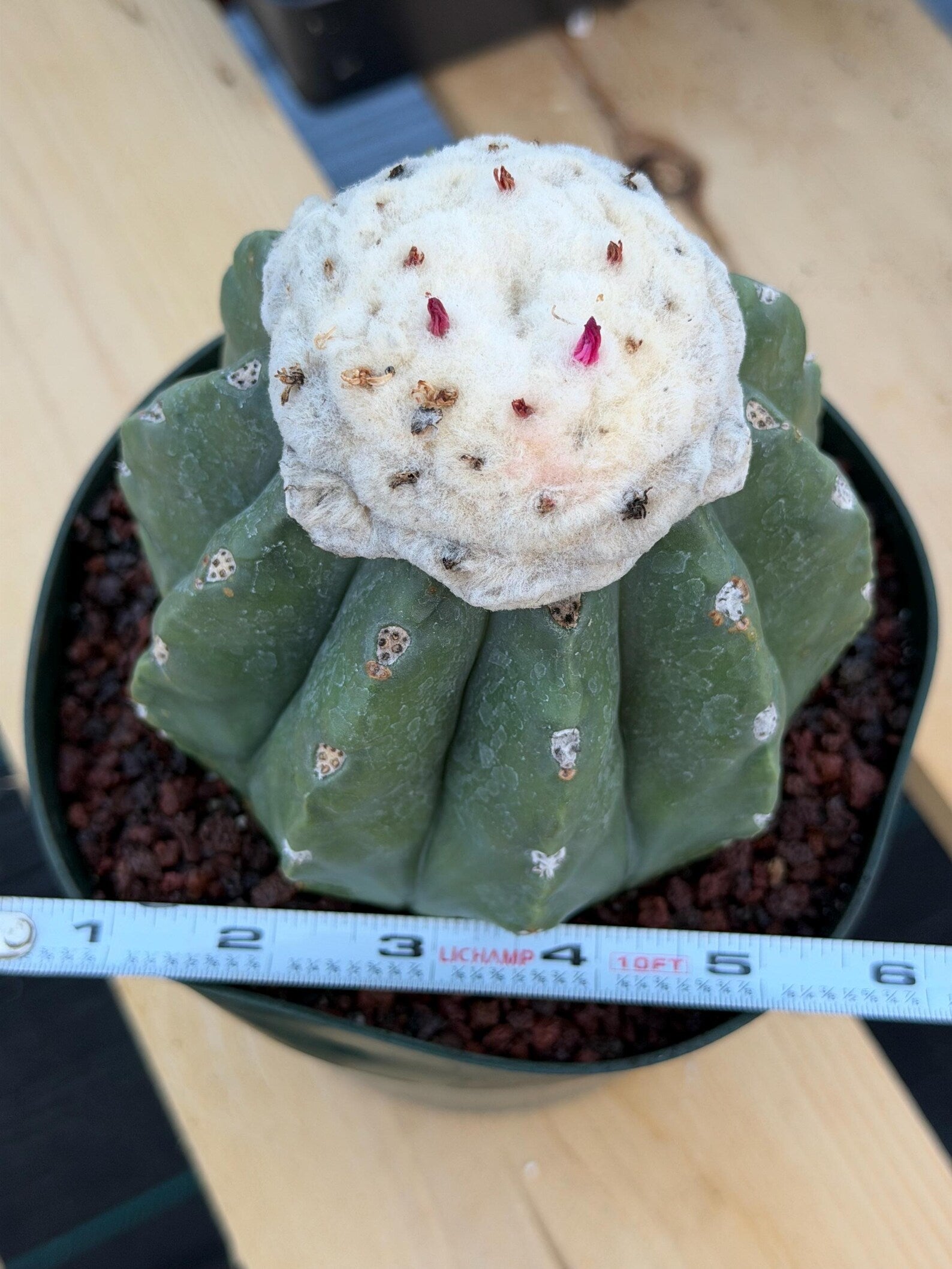 Melocactus Matanzanus Live Rare Cactus Plant #287