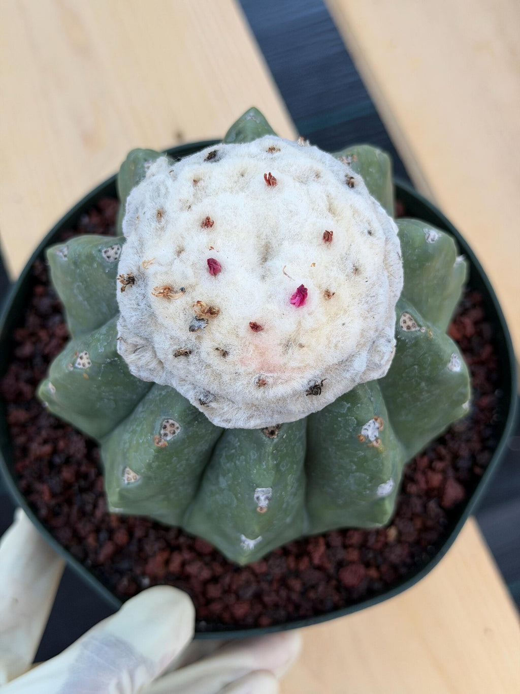 Melocactus Matanzanus Live Rare Cactus Plant #287