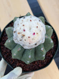 Melocactus Matanzanus Live Rare Cactus Plant #287