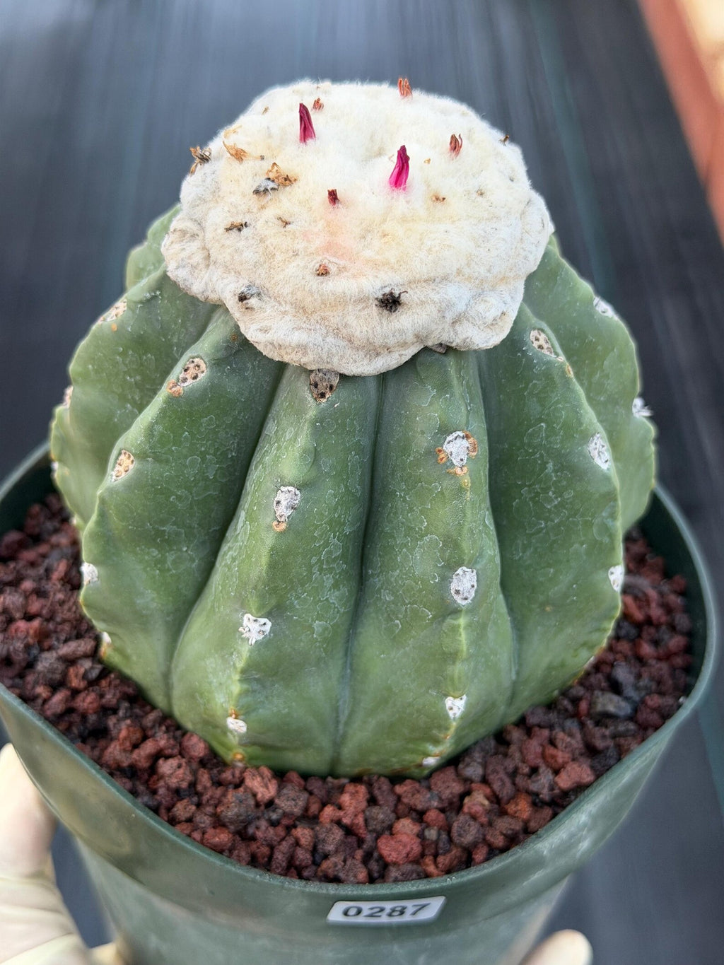 Melocactus Matanzanus Live Rare Cactus Plant #287