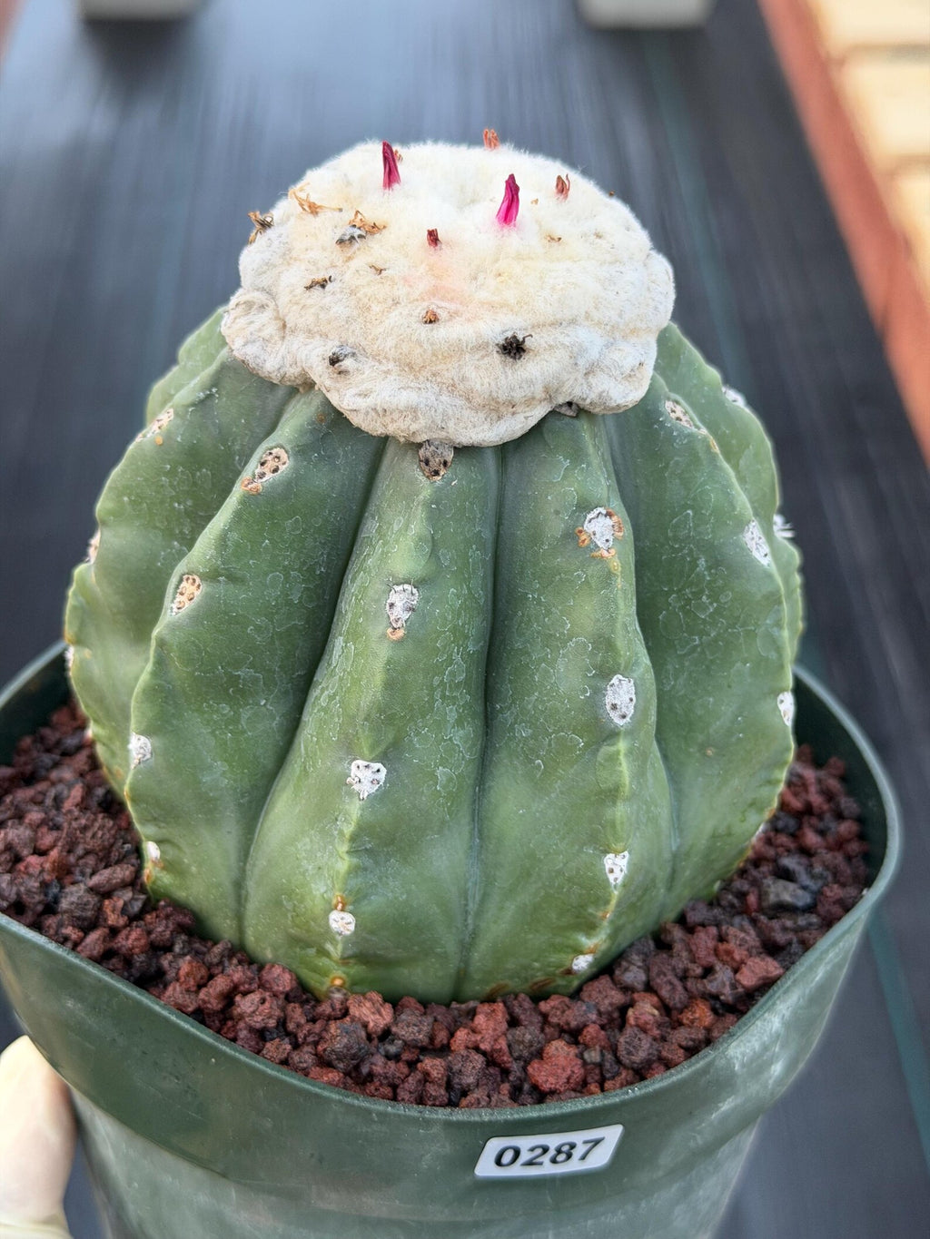 Melocactus Matanzanus Live Rare Cactus Plant #287