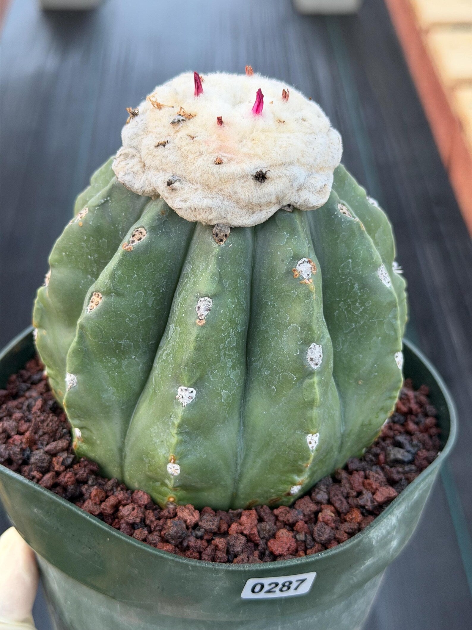 Melocactus Matanzanus Live Rare Cactus Plant #287