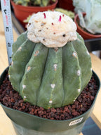 Melocactus Matanzanus Live Rare Cactus Plant #287