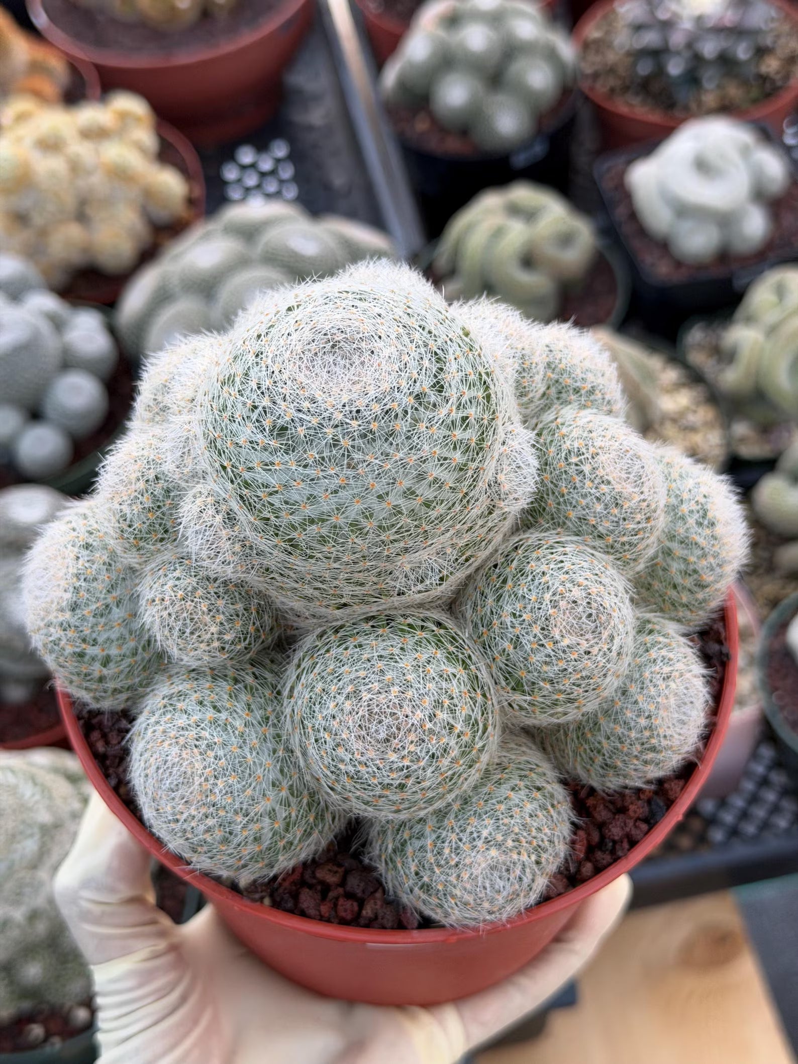 Mammillaria Lenta Golden Spine Cluster Cactus – Rare Live Plant #31