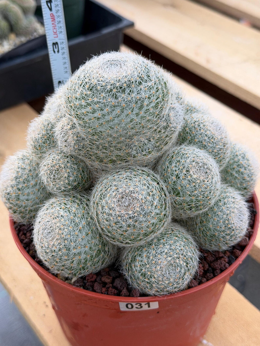 Mammillaria Lenta Golden Spine Cluster Cactus – Rare Live Plant #31