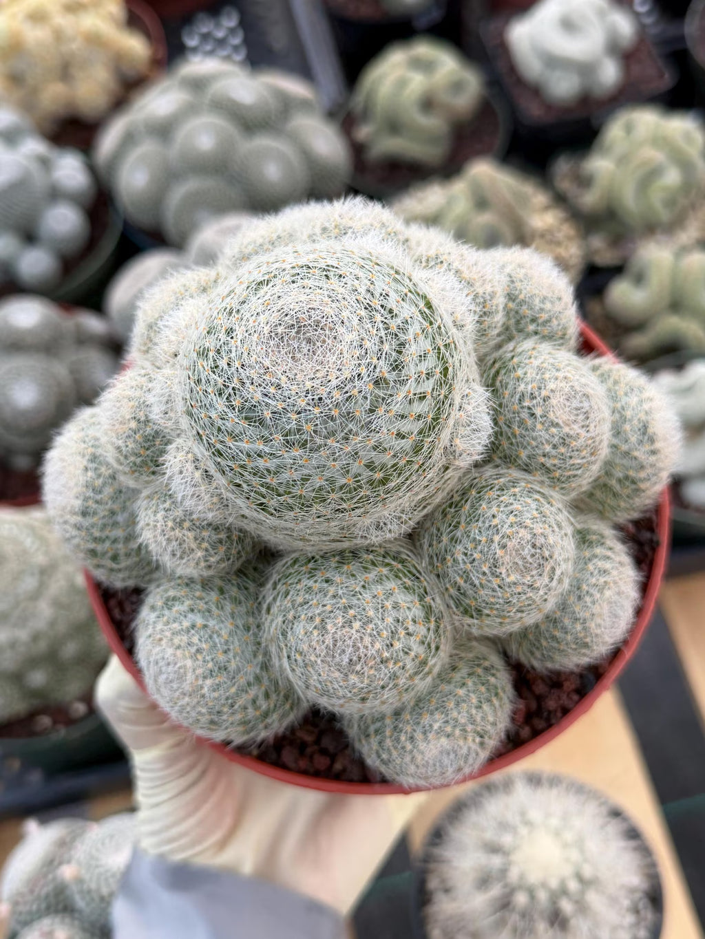 Mammillaria Lenta Golden Spine Cluster Cactus – Rare Live Plant #31