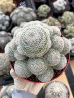 Mammillaria Lenta Golden Spine Cluster Cactus – Rare Live Plant #31