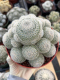 Mammillaria Lenta Golden Spine Cluster Cactus – Rare Live Plant #31