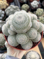 Mammillaria Lenta Golden Spine Cluster Cactus – Rare Live Plant #31