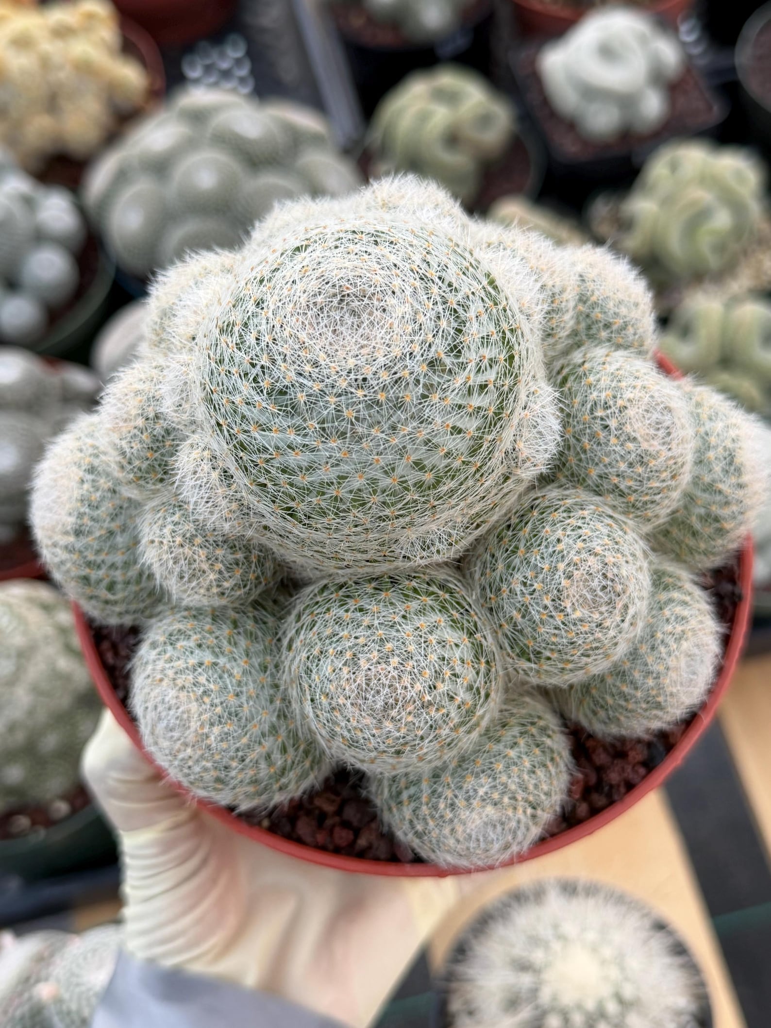 Mammillaria Lenta Golden Spine Cluster Cactus – Rare Live Plant #31