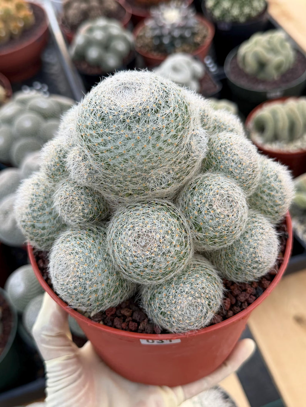 Mammillaria Lenta Golden Spine Cluster Cactus – Rare Live Plant #31