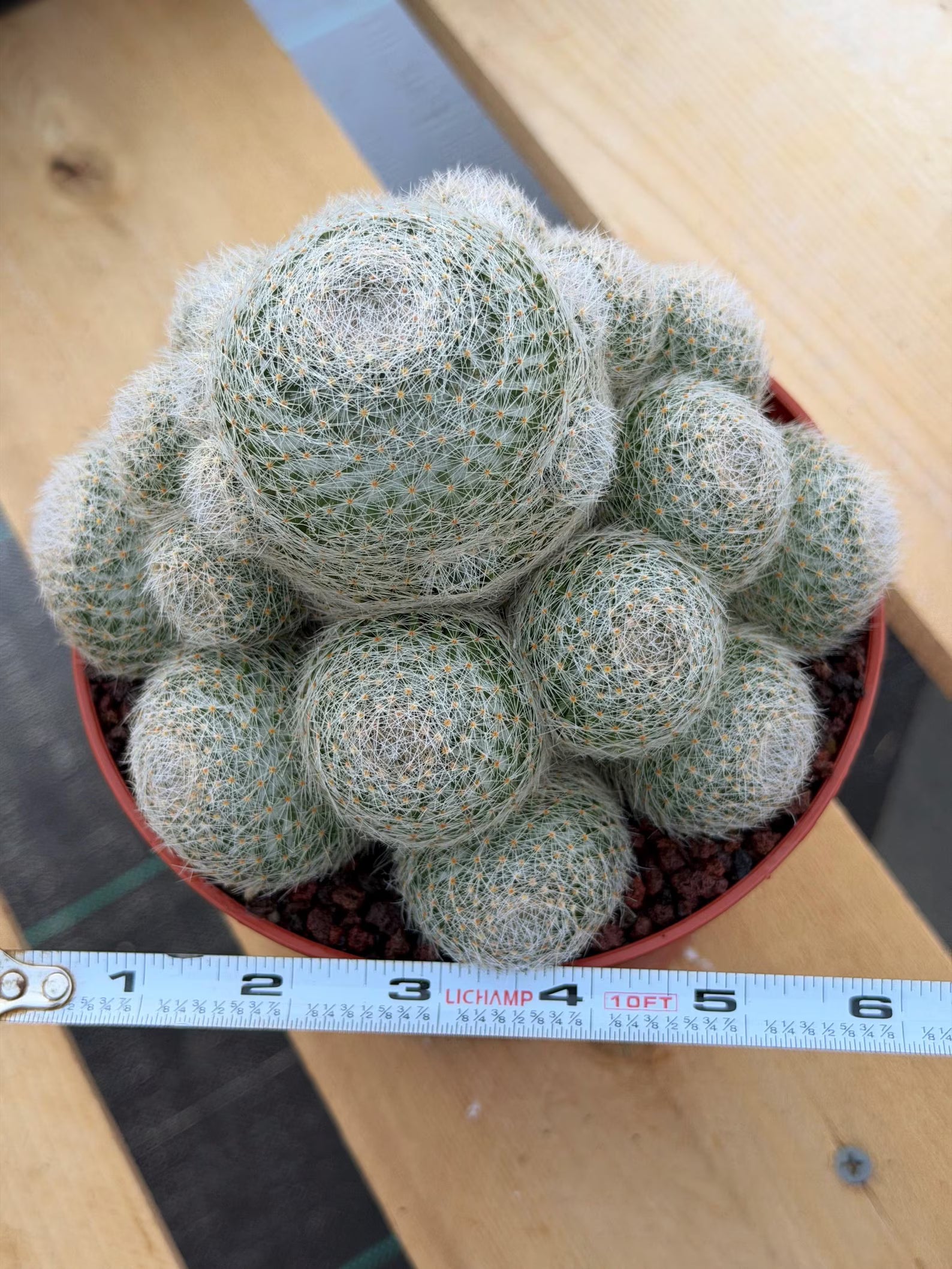Mammillaria Lenta Golden Spine Cluster Cactus – Rare Live Plant #31