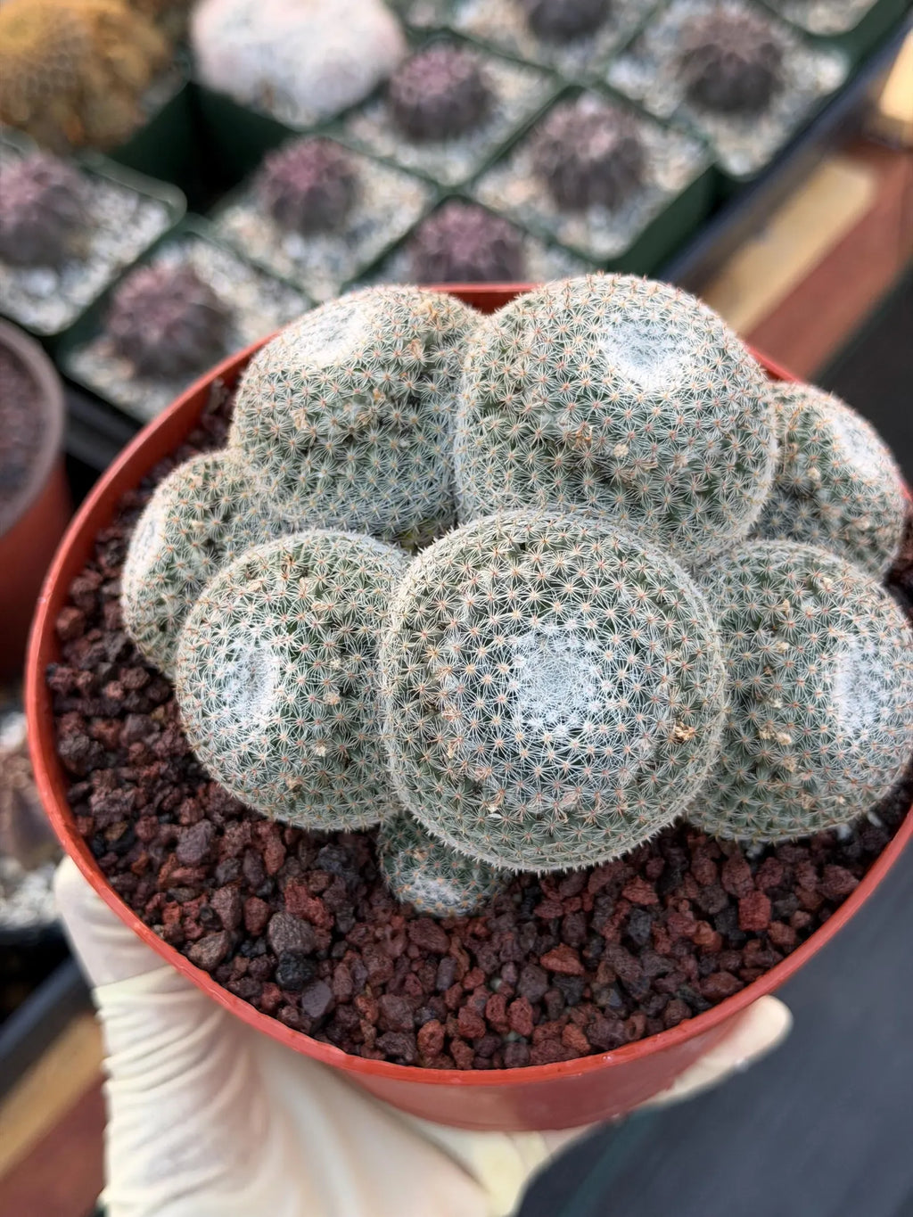 Mammillaria Perbella Cluster Rare Seed Grown Live Cactus – Exact Collector Plant #806