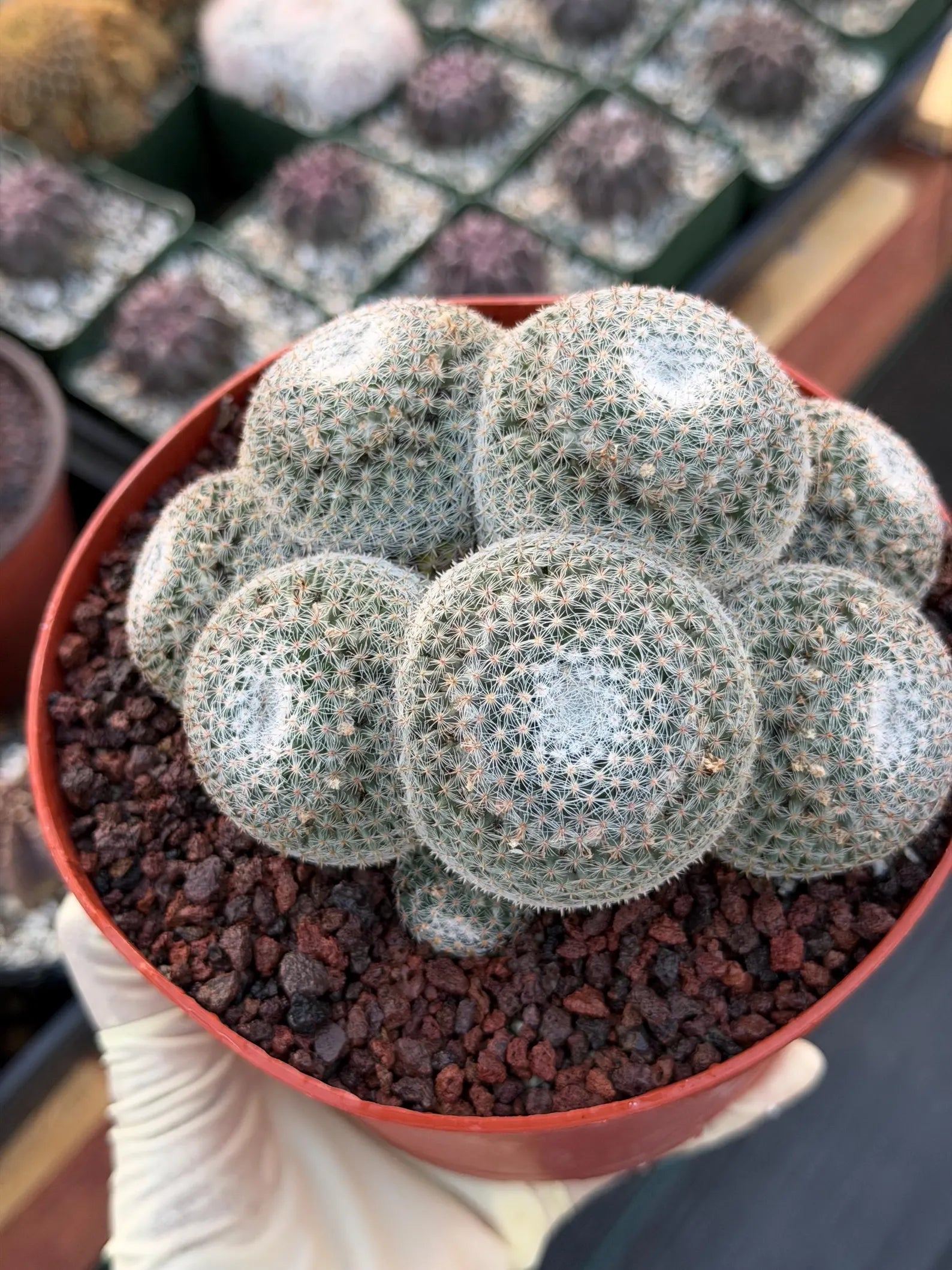 Mammillaria Perbella Cluster Rare Seed Grown Live Cactus – Exact Collector Plant #806