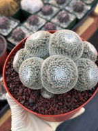 Mammillaria Perbella Cluster Rare Seed Grown Live Cactus – Exact Collector Plant #183