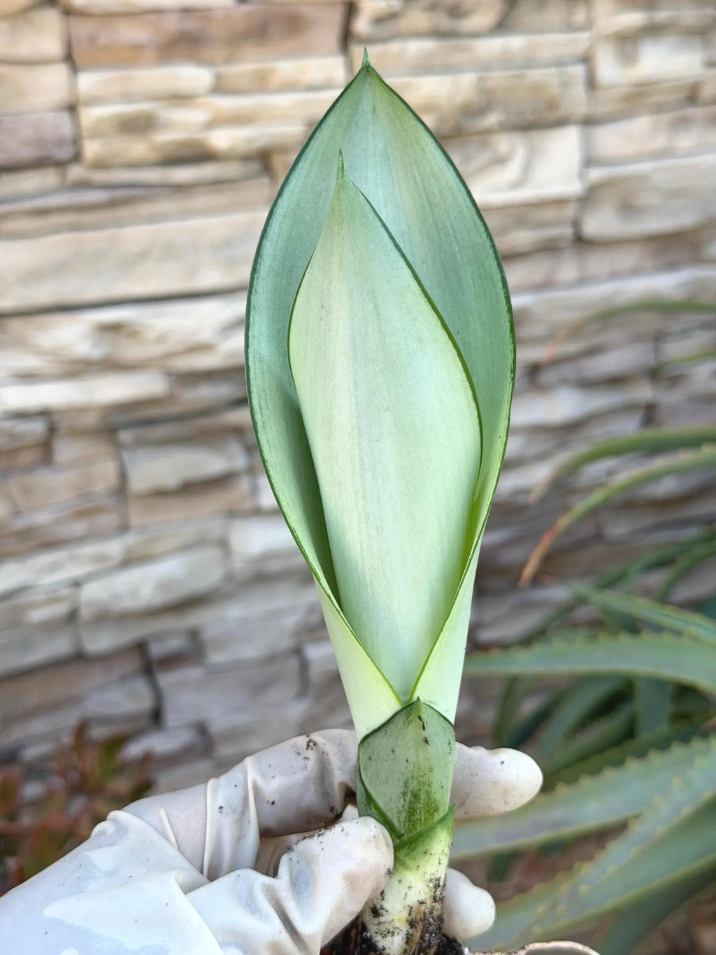 Sansevieria Moonshine Live Plant – 4-Inch Easy-Care Snake Plant Houseplant
