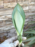 Sansevieria Moonshine Live Plant – 4-Inch Easy-Care Snake Plant Houseplant