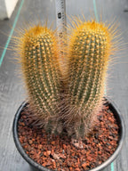 Micranthocereus Cactus #807