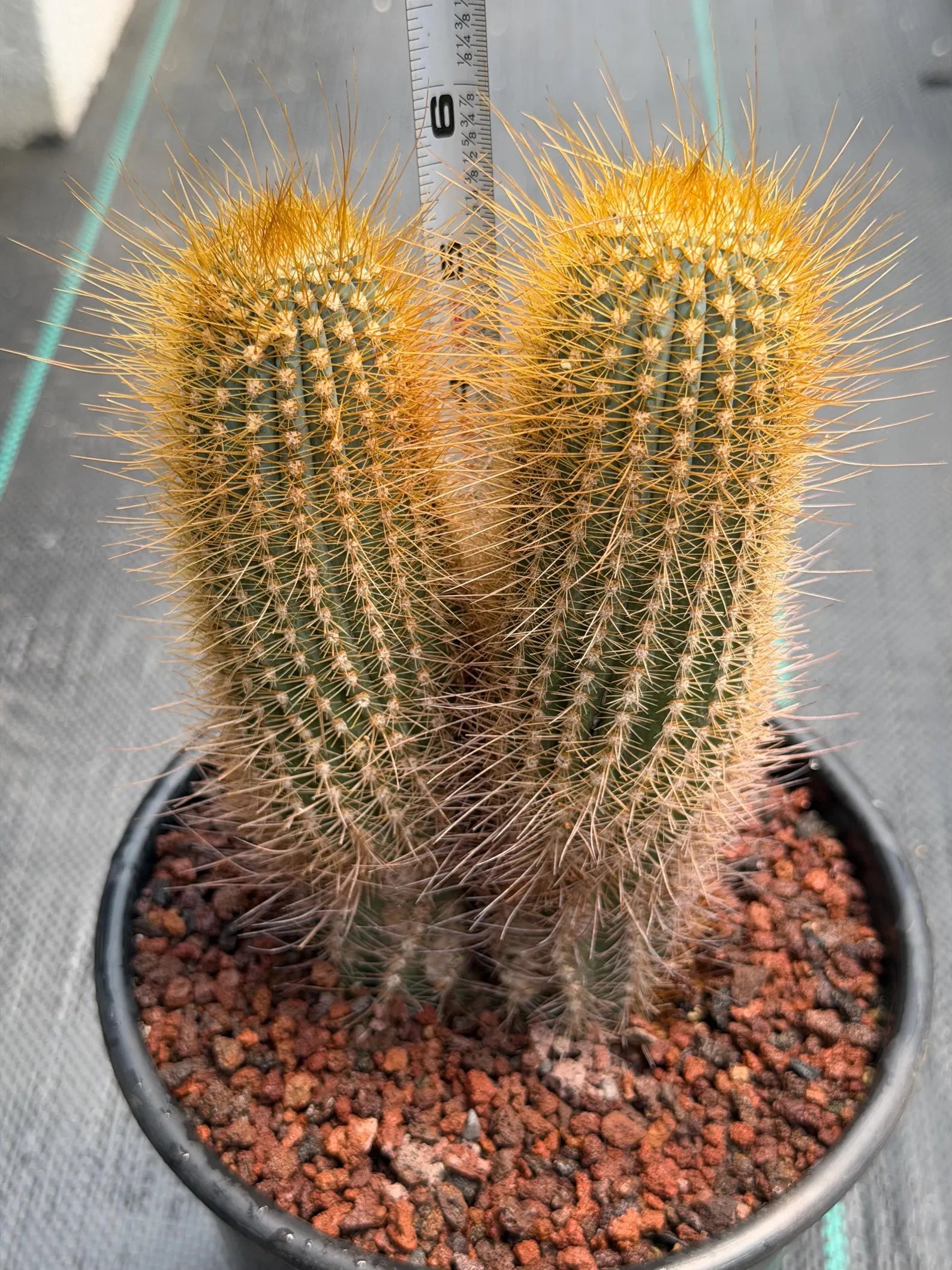 Micranthocereus Cactus #807