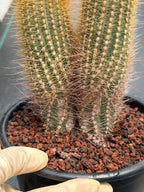 Micranthocereus Cactus #807