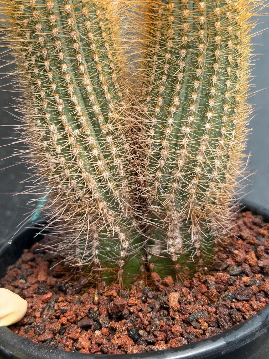 Micranthocereus Cactus #807