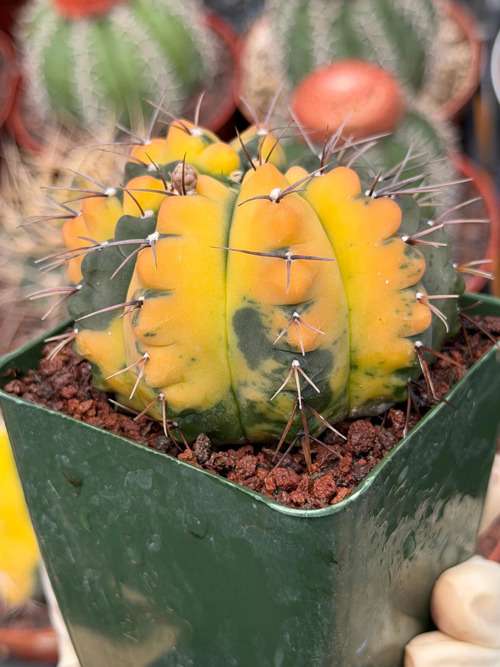 Variegated Gymnocalycium Ochoterenae Cactus – Rare Crested Live Cactus | Variegated- Collector Plant | Exact Plant #375
