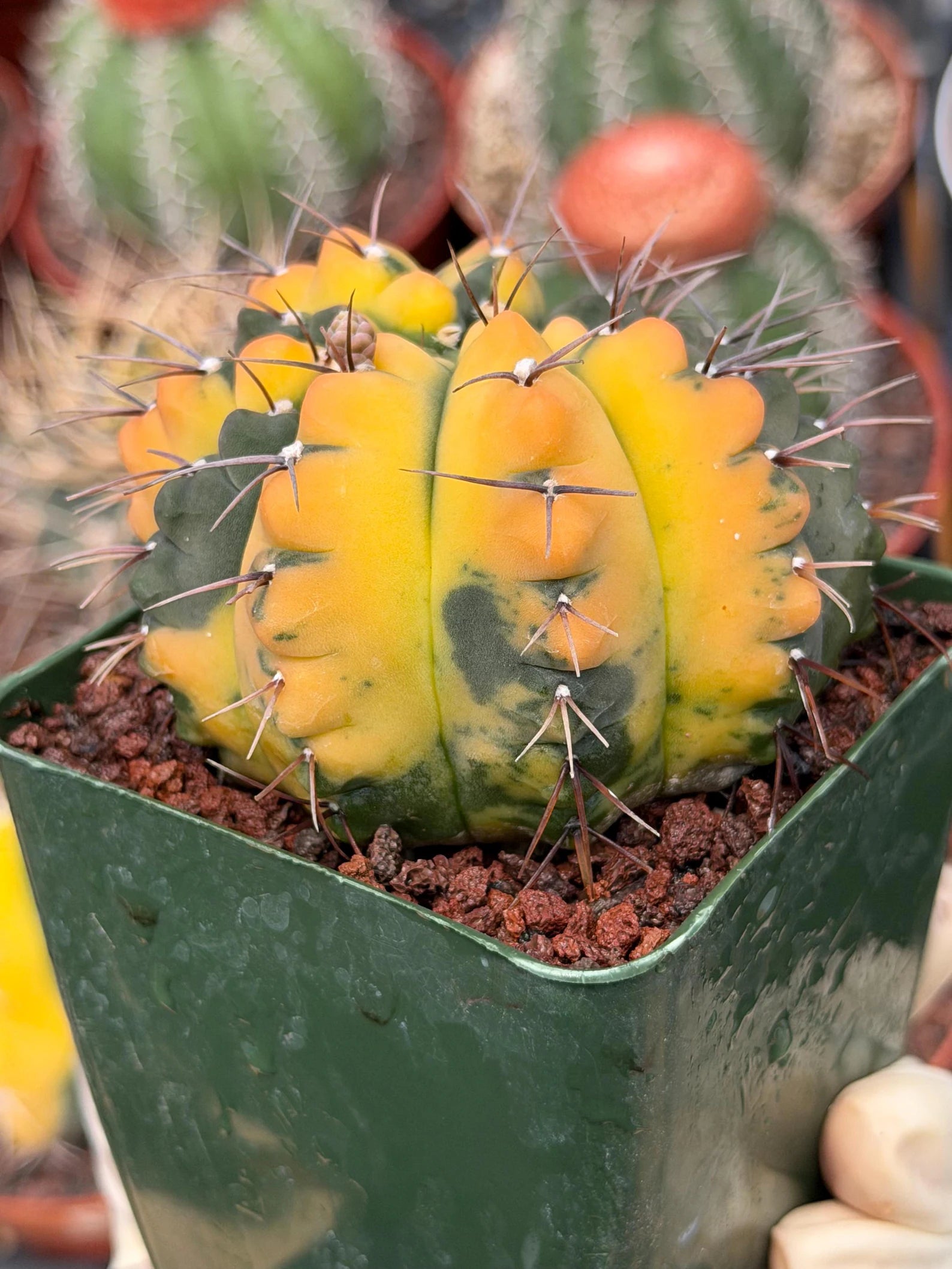 Variegated Gymnocalycium Ochoterenae Cactus – Rare Crested Live Cactus | Variegated- Collector Plant | Exact Plant #375
