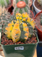 Variegated Gymnocalycium Ochoterenae Cactus – Rare Crested Live Cactus | Variegated- Collector Plant | Exact Plant #375