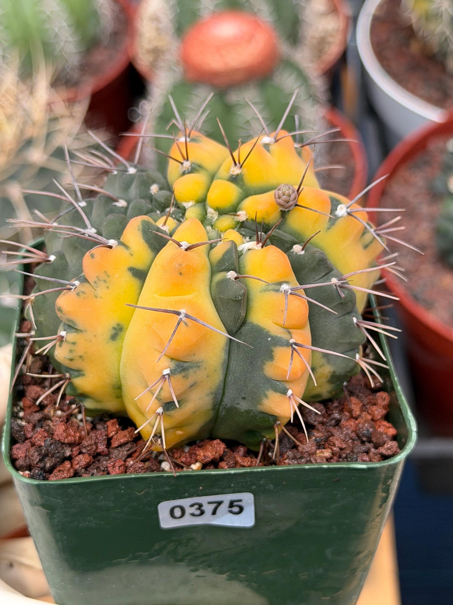 Variegated Gymnocalycium Ochoterenae Cactus – Rare Crested Live Cactus | Variegated- Collector Plant | Exact Plant #375