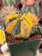 Variegated Gymnocalycium Ochoterenae Cactus – Rare Crested Live Cactus | Variegated- Collector Plant | Exact Plant #375