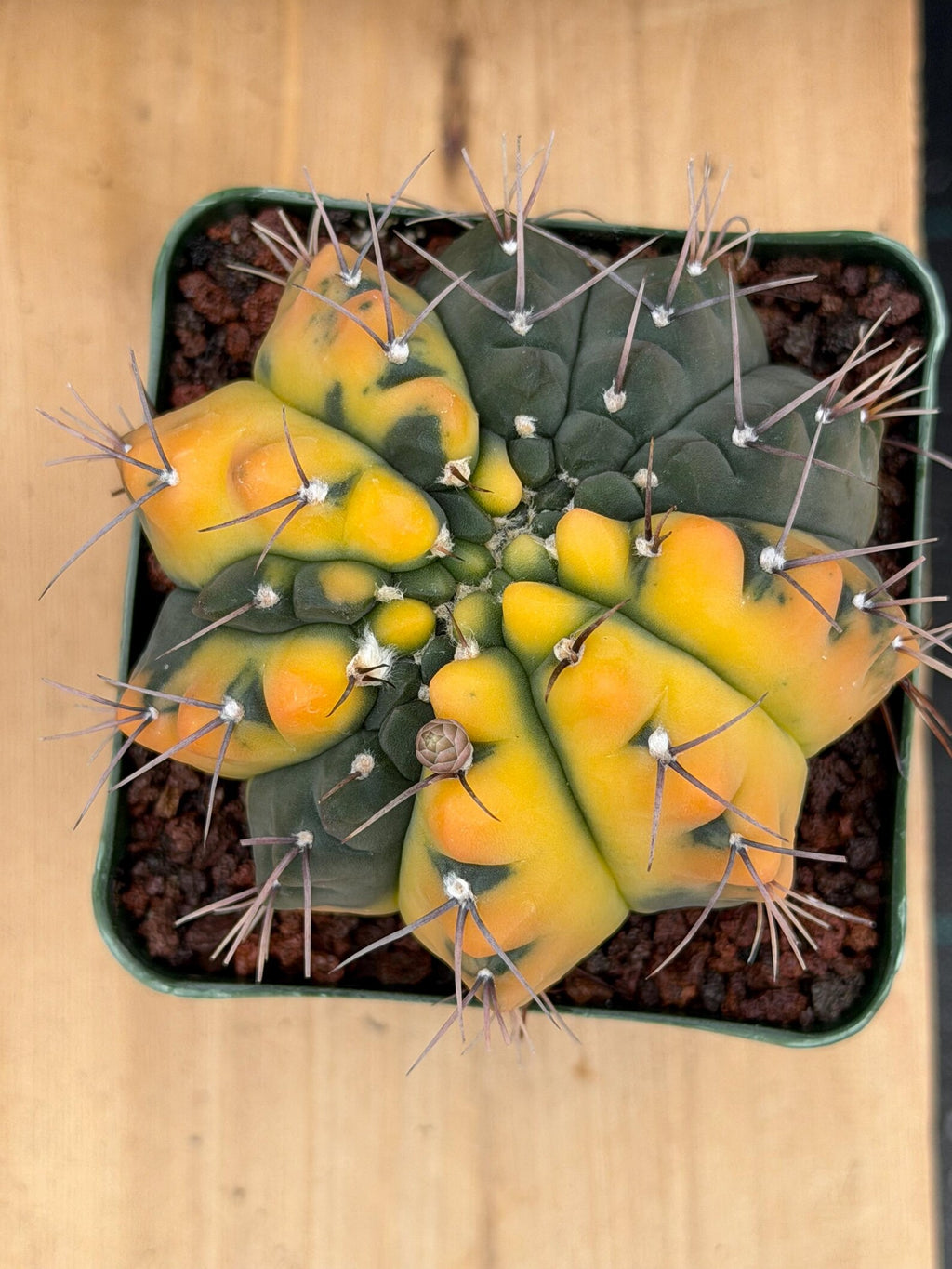 Variegated Gymnocalycium Ochoterenae Cactus – Rare Crested Live Cactus | Variegated- Collector Plant | Exact Plant #375