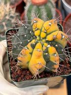 Variegated Gymnocalycium Ochoterenae Cactus – Rare Crested Live Cactus | Variegated- Collector Plant | Exact Plant #375