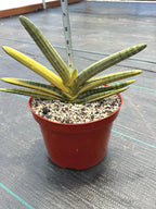 Variegated Sansevieria Boncel Easy Care Snake Plant