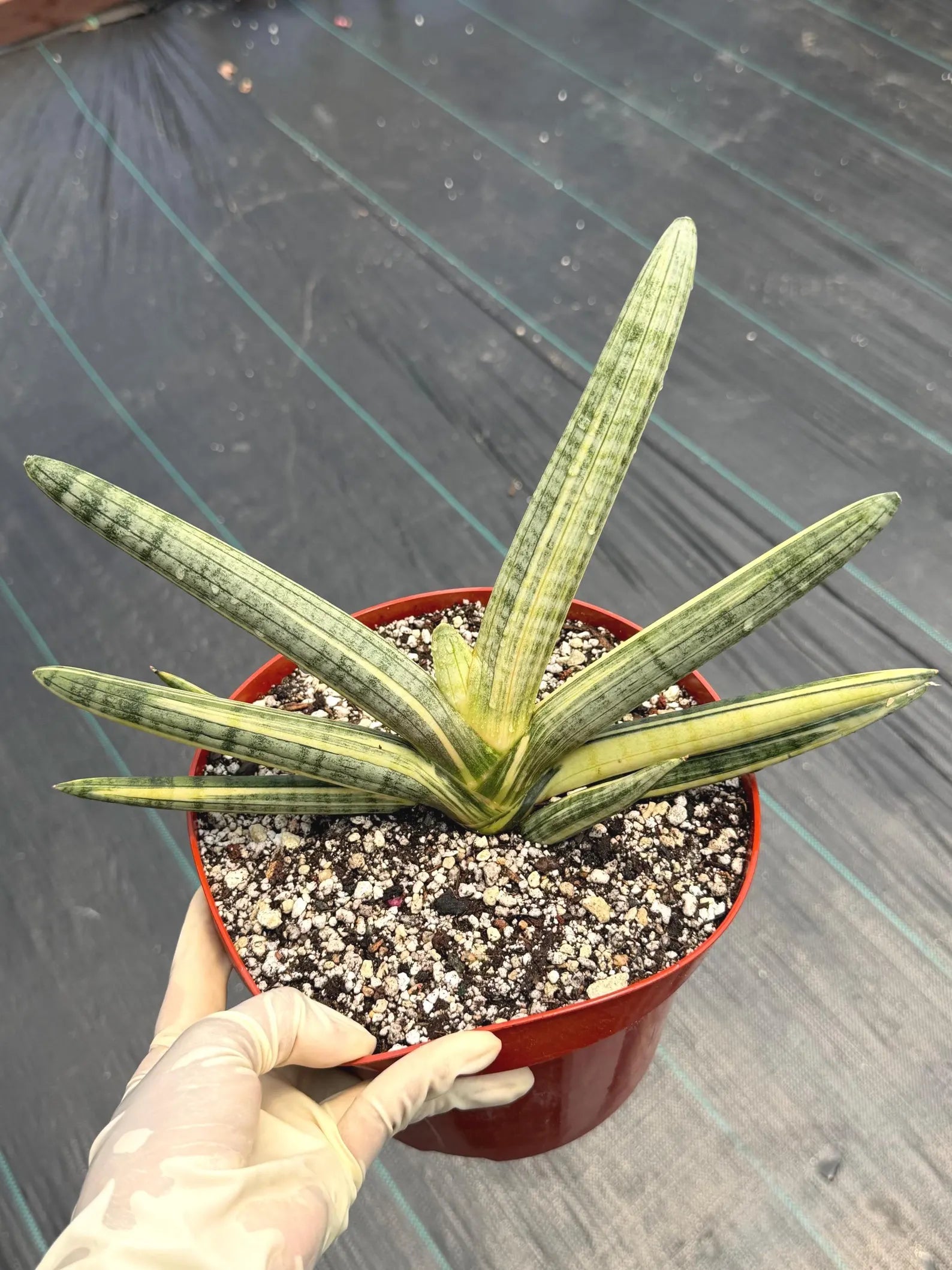 Variegated Sansevieria Boncel Easy Care Snake Plant