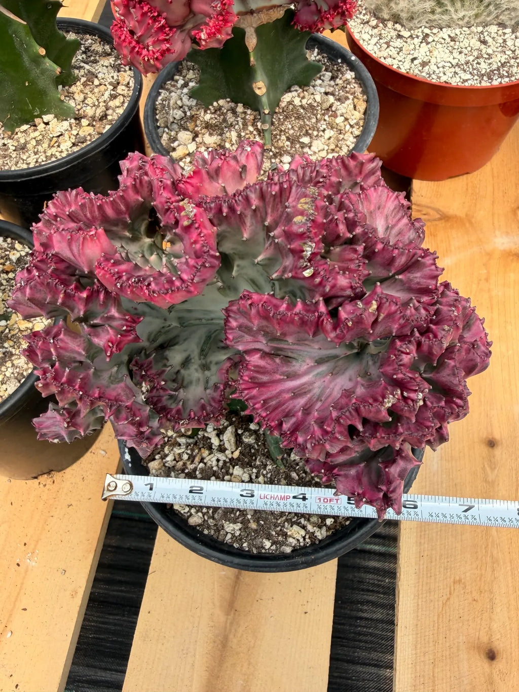 Crested Coral Cactus #306 | Crested Euphorbia Lactea