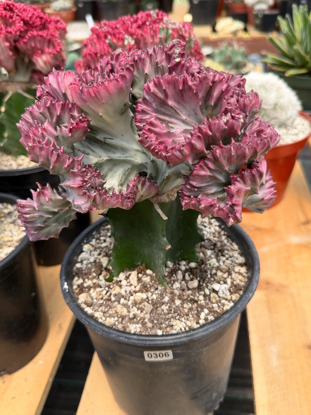 Crested Coral Cactus #306 | Crested Euphorbia Lactea