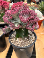 Crested Coral Cactus #306 | Crested Euphorbia Lactea