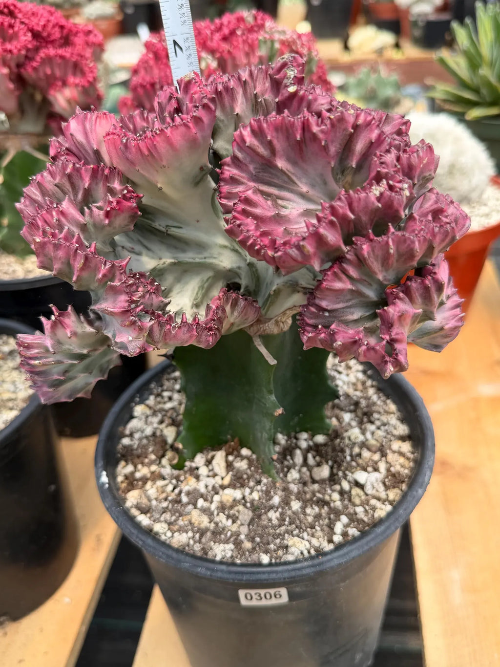 Crested Coral Cactus #306 | Crested Euphorbia Lactea