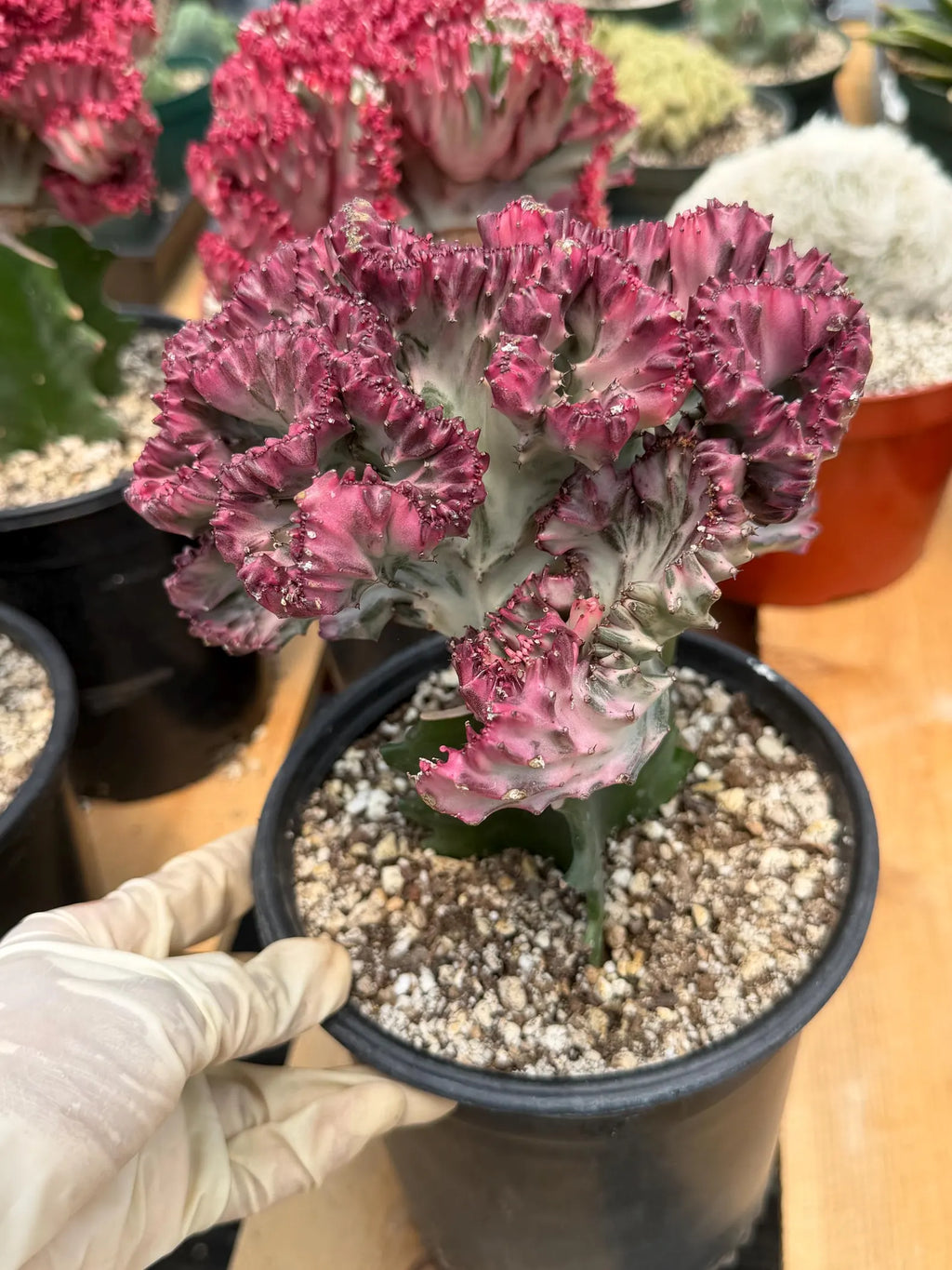 Crested Coral Cactus #306 | Crested Euphorbia Lactea