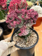 Crested Coral Cactus #306 | Crested Euphorbia Lactea