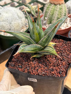 Variegated Sansevieria Pinguicula #308