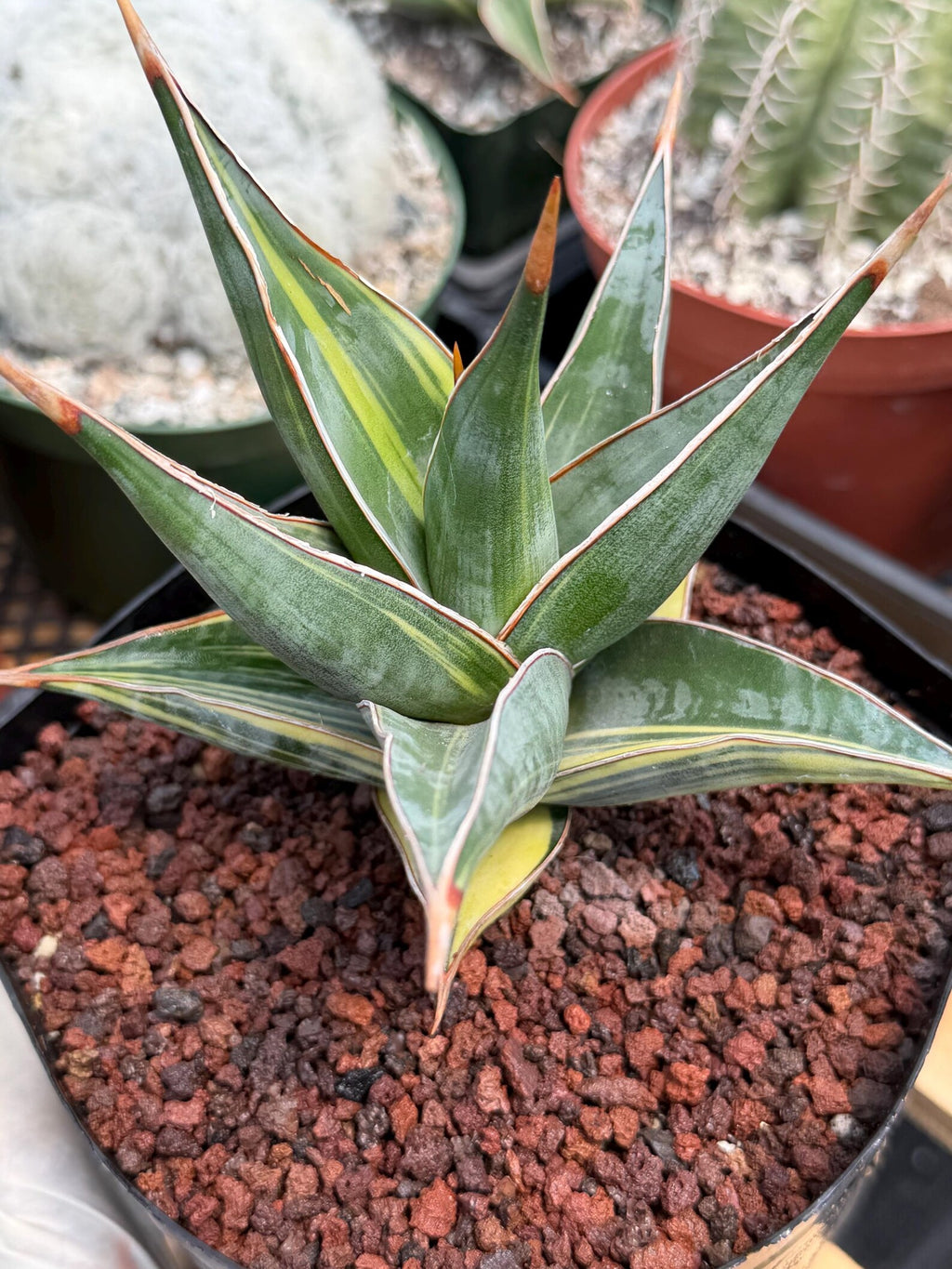 Variegated Sansevieria Pinguicula #308