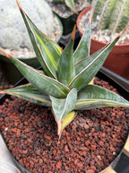 Variegated Sansevieria Pinguicula #308