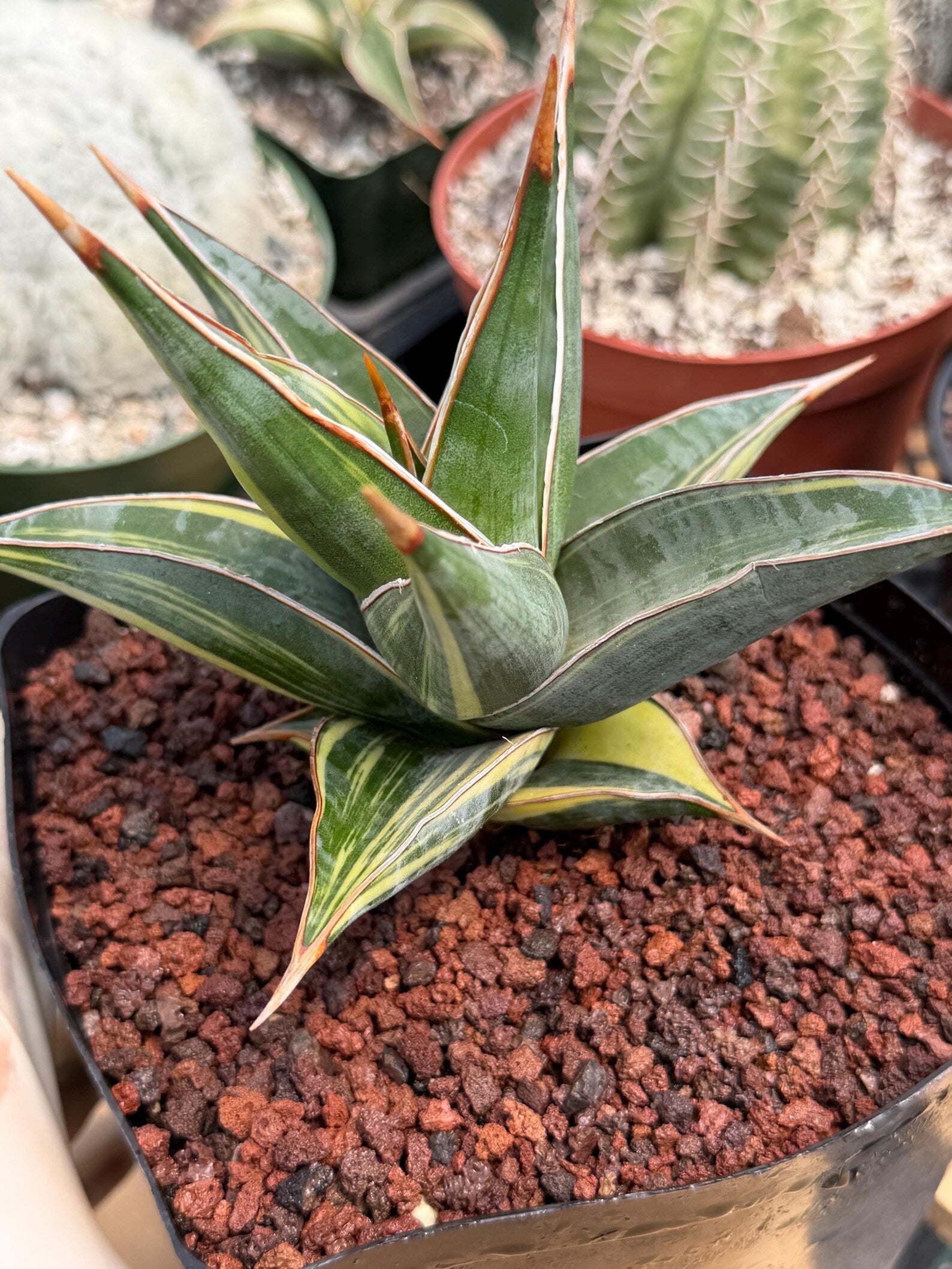 Variegated Sansevieria Pinguicula #308