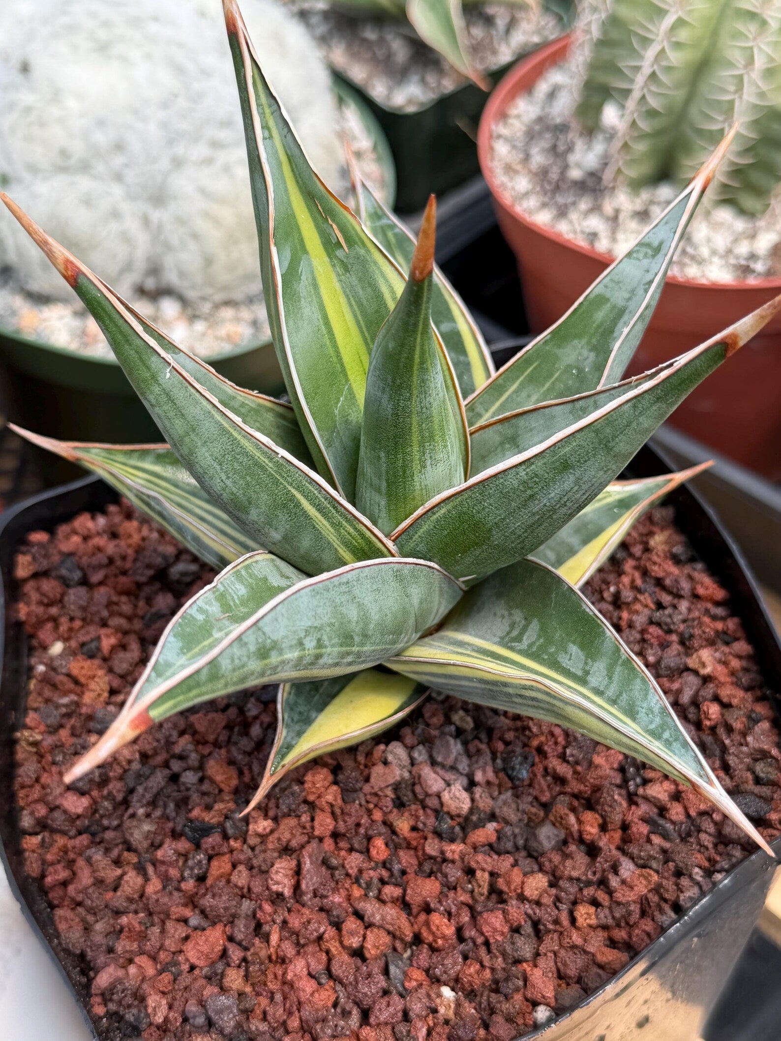 Variegated Sansevieria Pinguicula #308